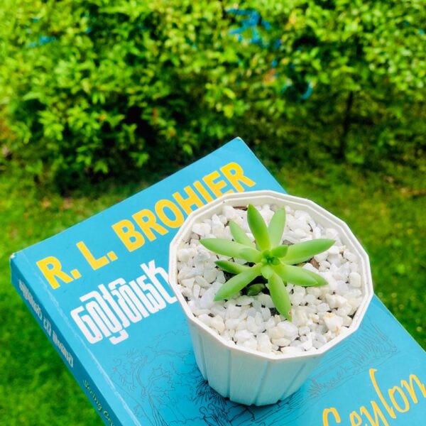 Buy Plants Online at Best Price in Sri Lanka | Gifty