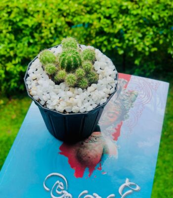 Clustered Green Spiky Cactus In Sri Lanka Online | Gifty