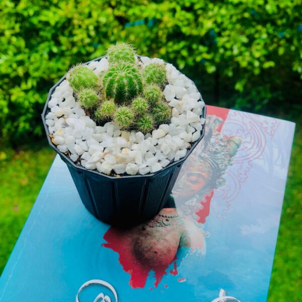 Clustered Green Spiky Cactus In Sri Lanka Online | Gifty
