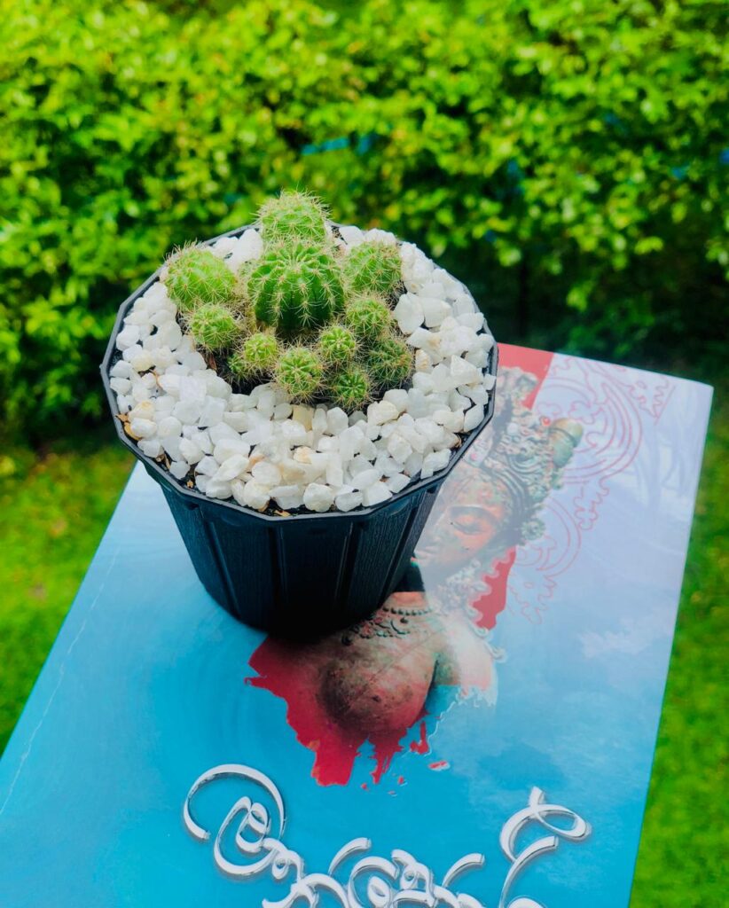 Clustered Green Spiky Cactus In Sri Lanka Online | Gifty