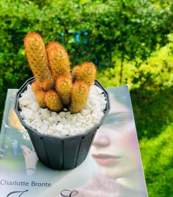 Clustered Tall Spiky Cactus In Sri Lanka Online | Gifty
