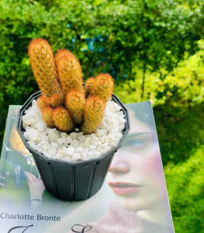 Clustered Tall Spiky Cactus In Sri Lanka Online | Gifty