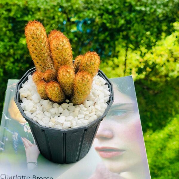 Clustered Tall Spiky Cactus In Sri Lanka Online | Gifty